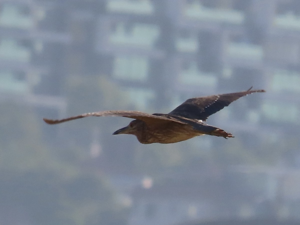 ゴイサギ - ML646802084