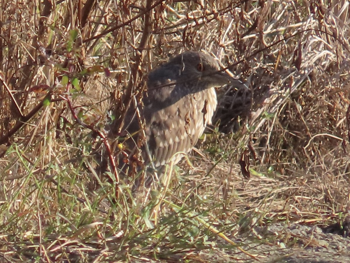 ゴイサギ - ML646802086