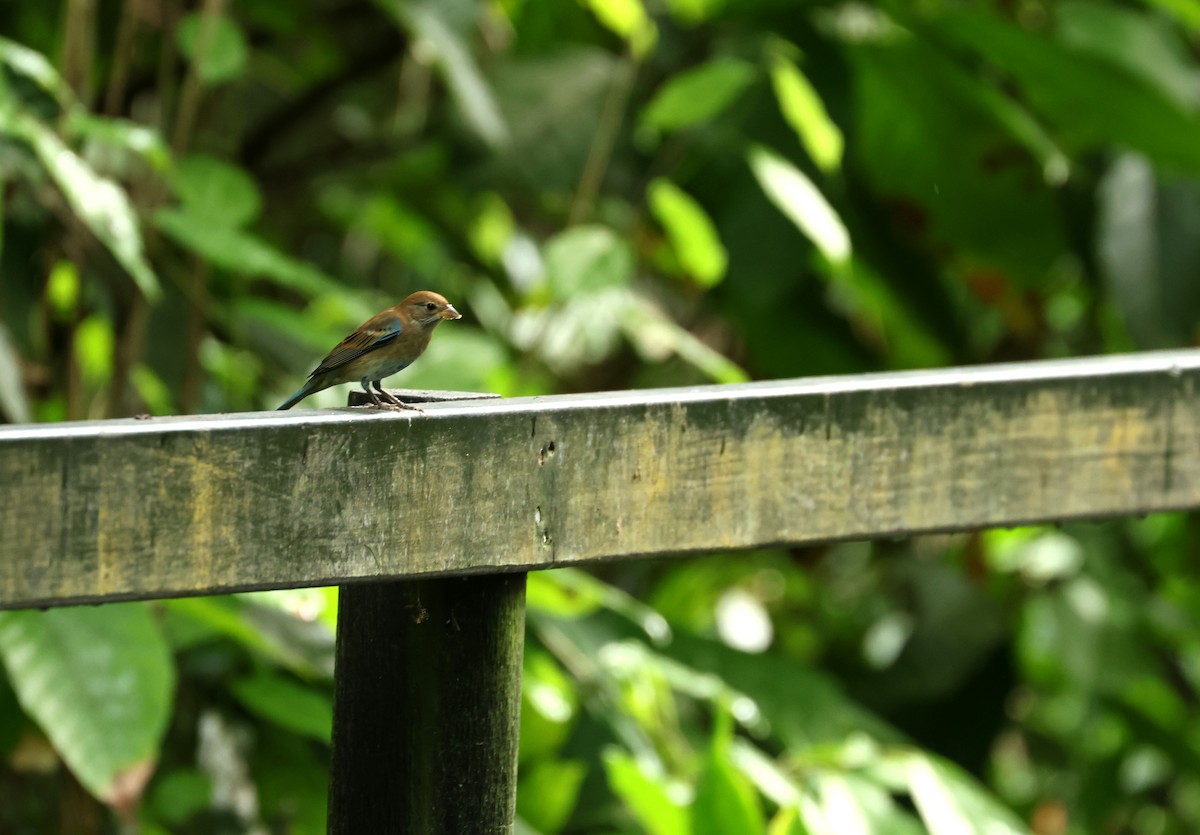 Indigo Bunting - ML646802087