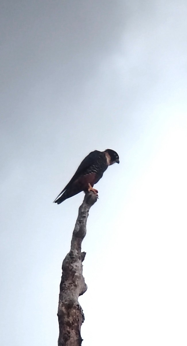 Bat Falcon - ML646802088