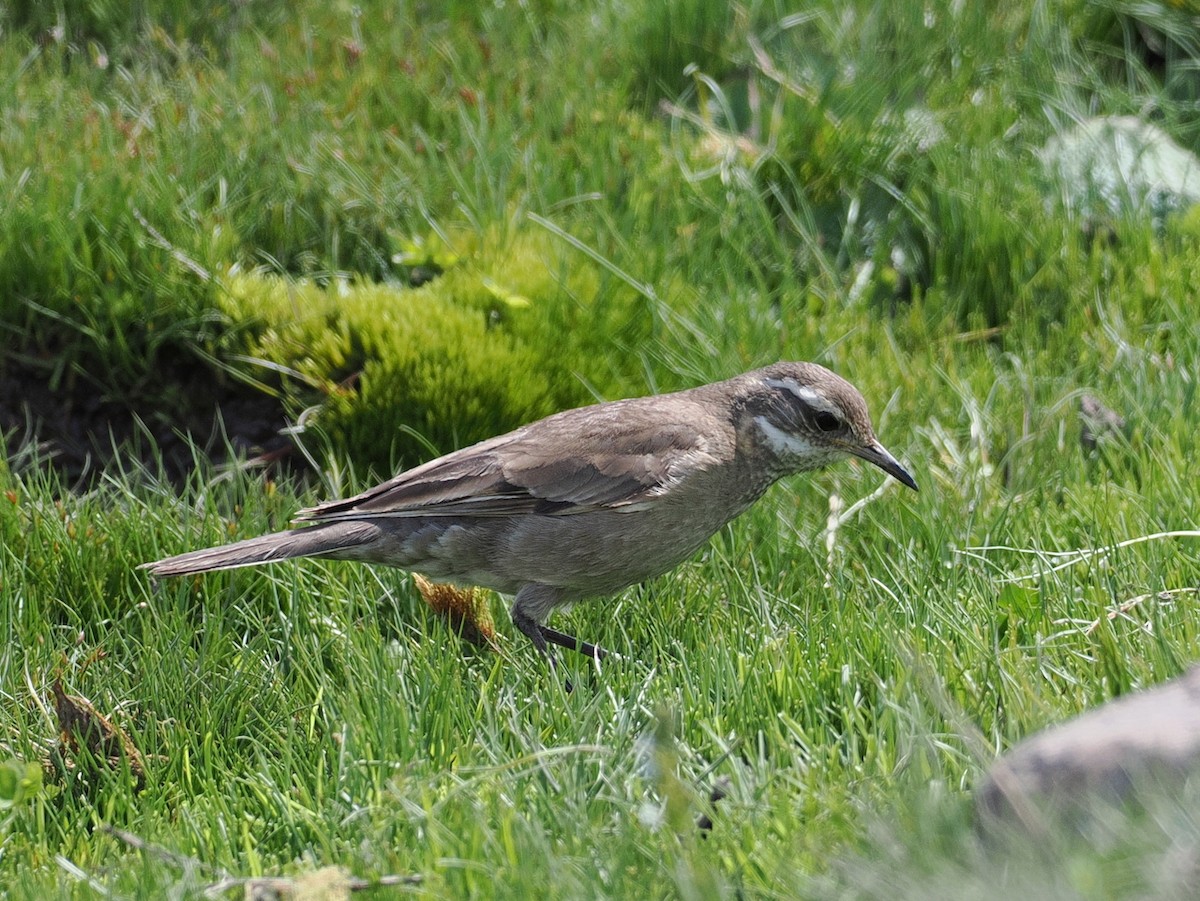 Buff-winged Cinclodes - ML646802089