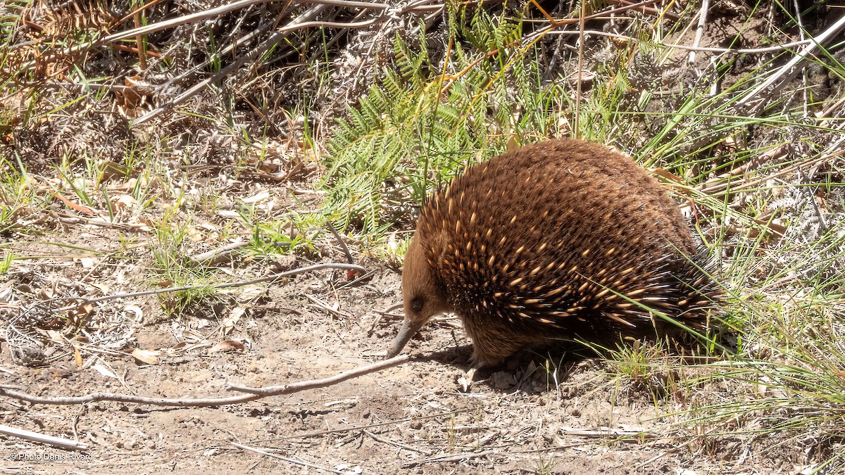 Tasmanian Echidna - ML646802090