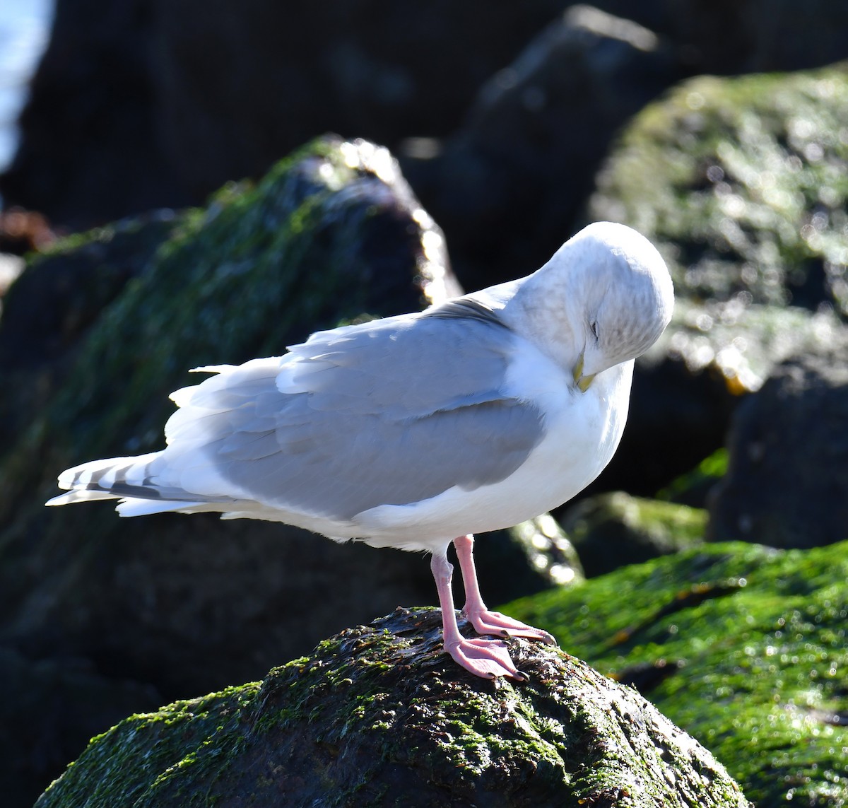 アイスランドカモメ - ML646802091