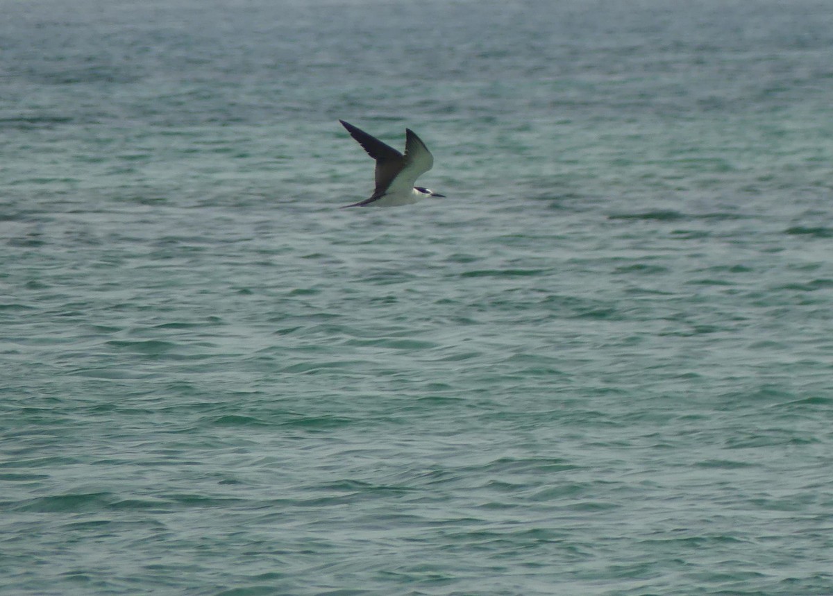 שחפית רסן - ML646802092