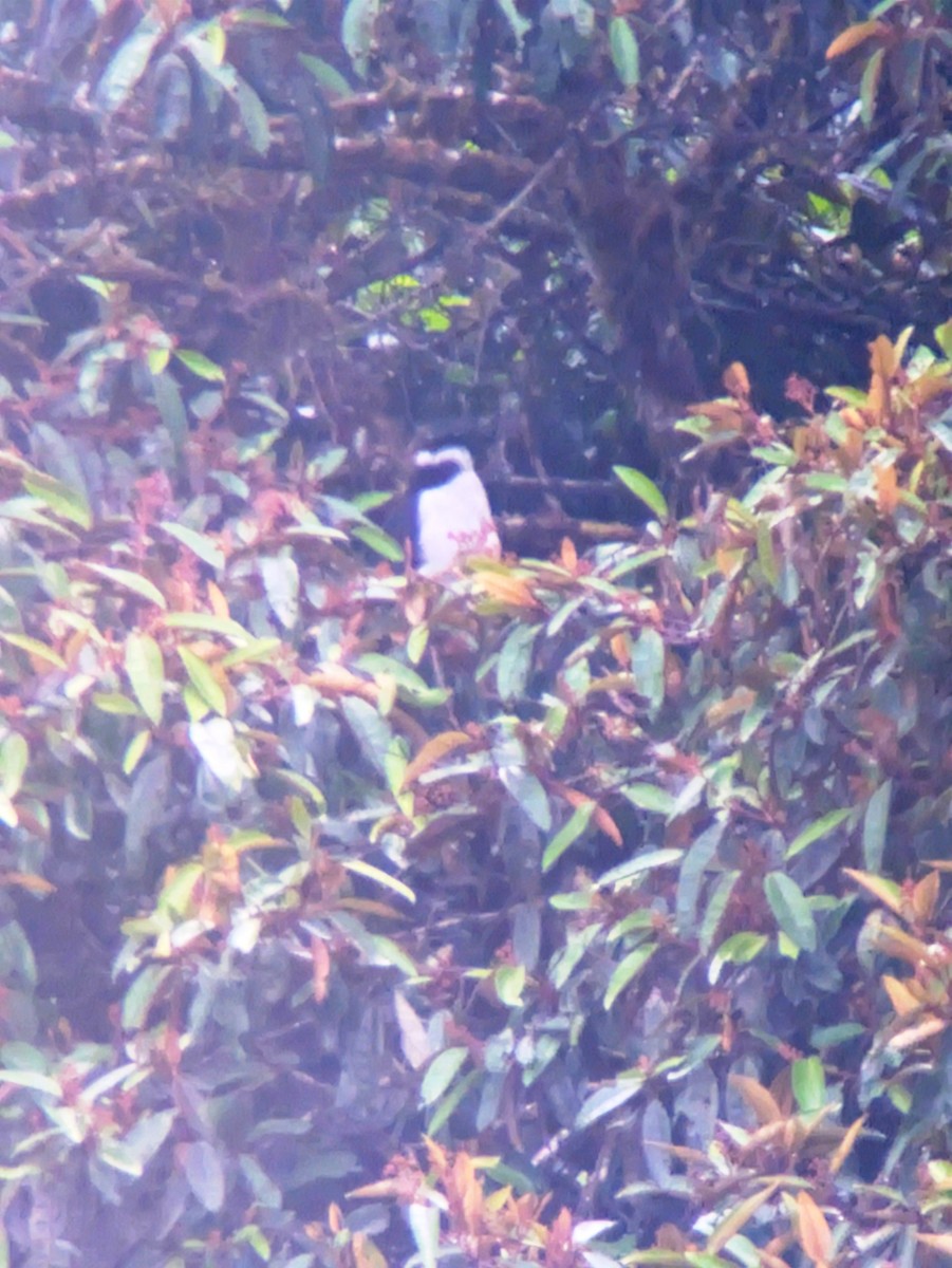 Carnifex à collier - ML646802093