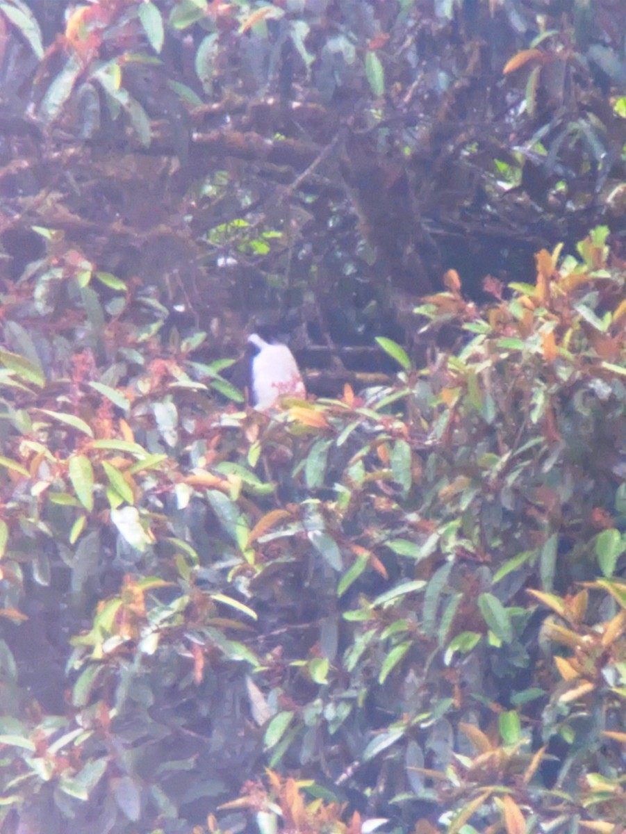 Carnifex à collier - ML646802094