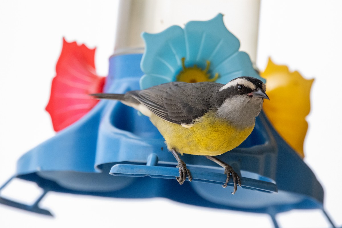 Sucrier à ventre jaune - ML646802095