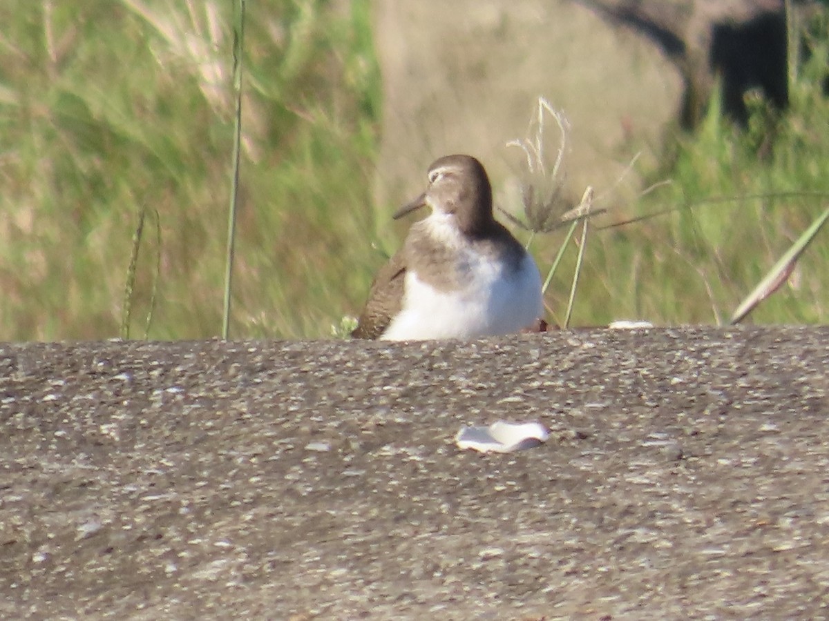 イソシギ - ML646802096