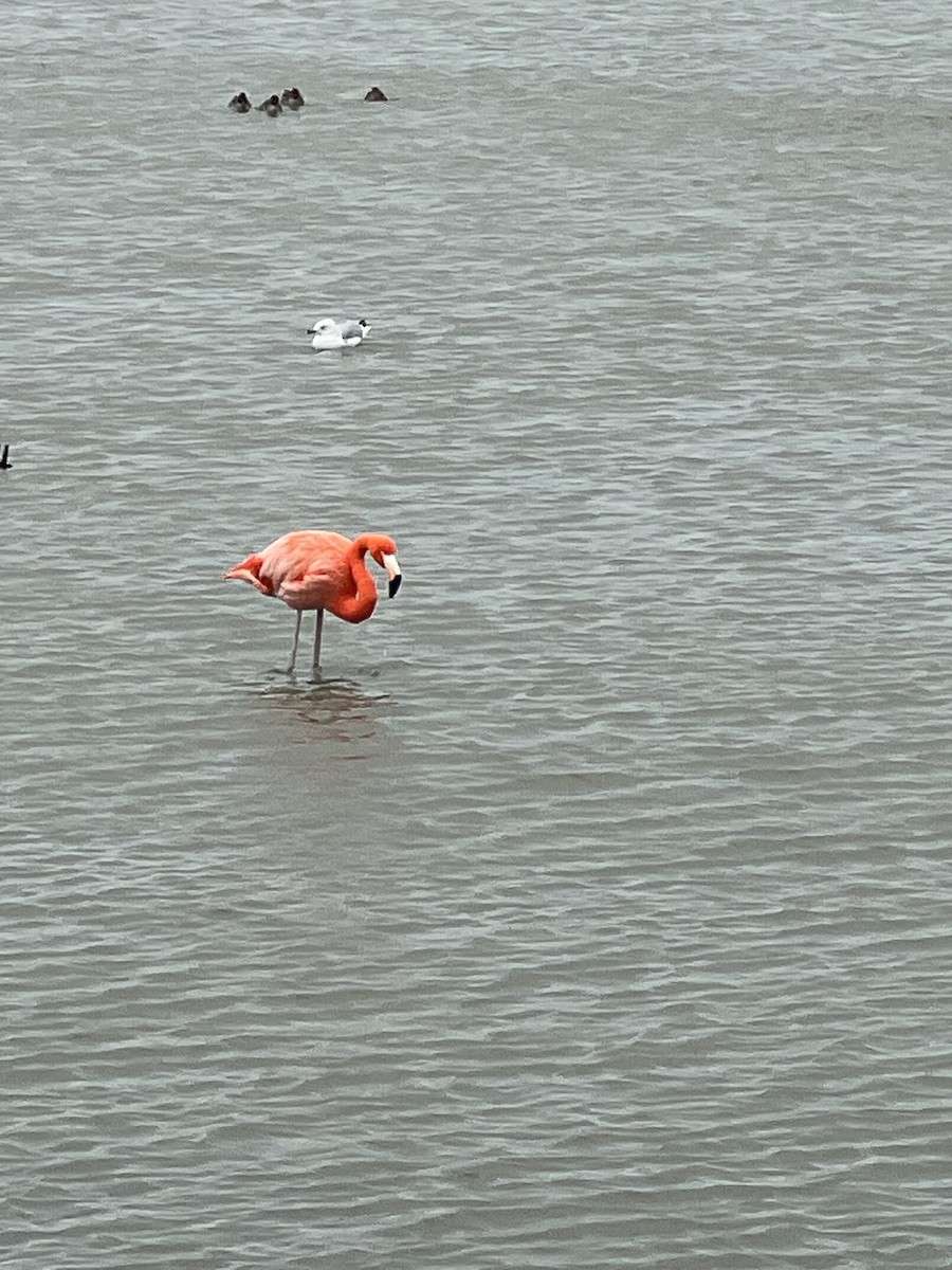 Красный фламинго - ML646802097