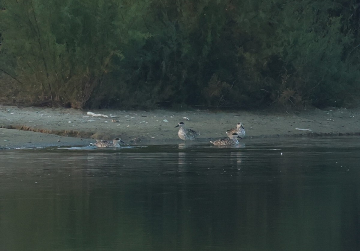 Marbled Duck - ML646802100