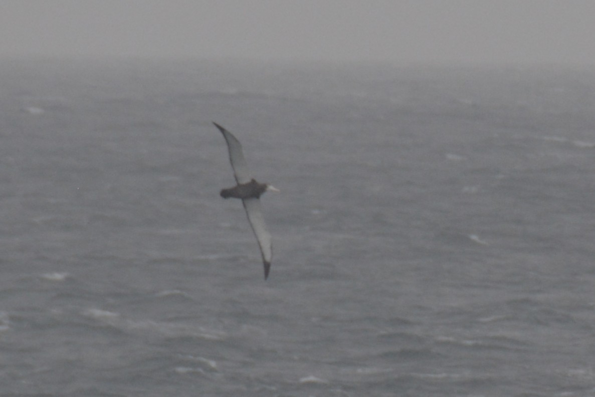 vandrealbatross - ML646802102