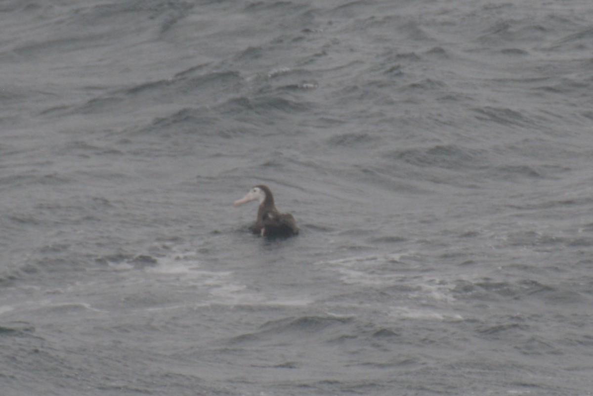 vandrealbatross - ML646802103