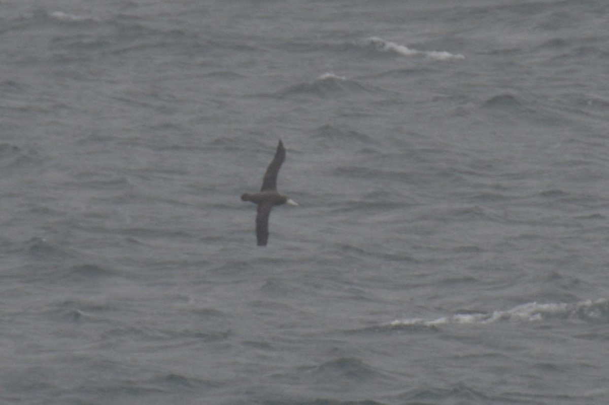 vandrealbatross - ML646802104