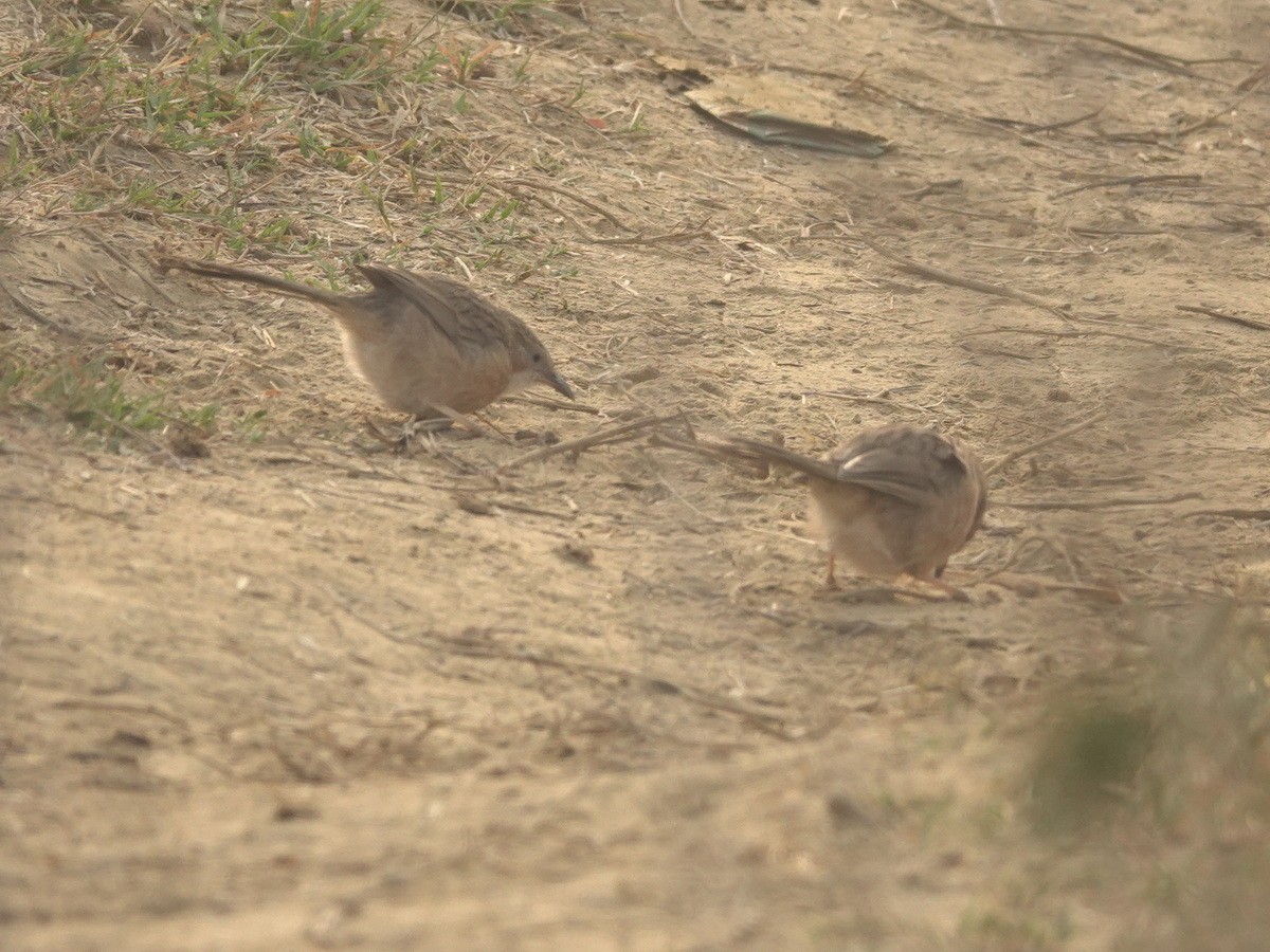 スジカブリヤブチメドリ - ML646802105