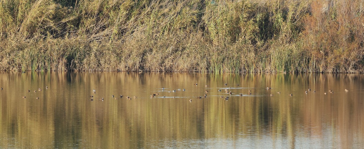 Ямаан сүүлт нугас - ML646802111