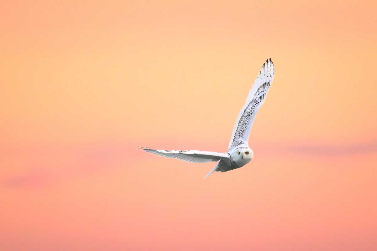 Elur-hontza - ML646802113