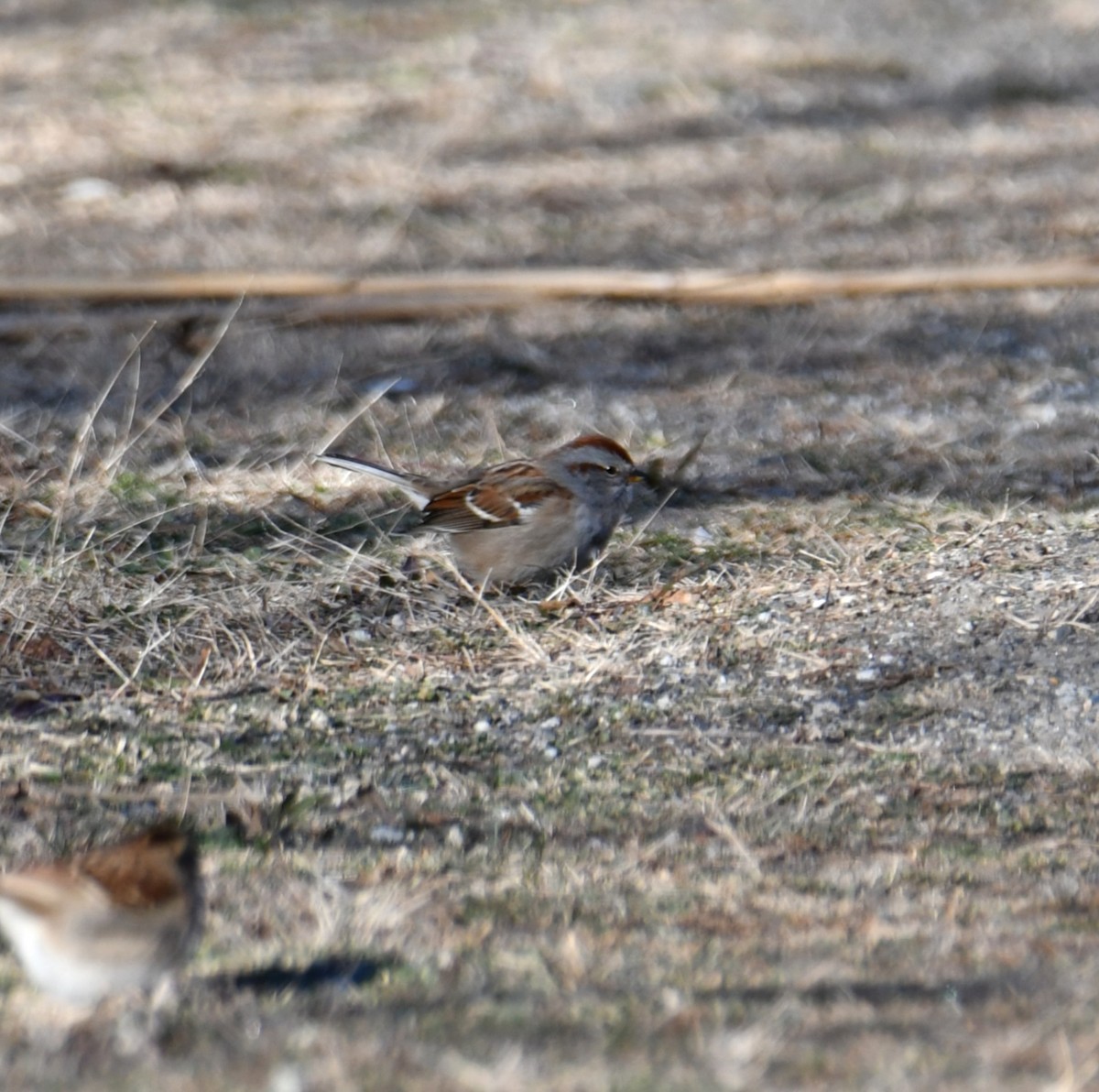 American Tree Sparrow - ML646802114