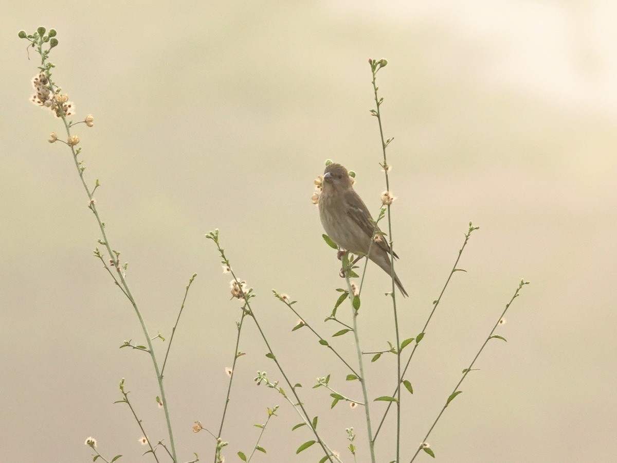 アカマシコ - ML646802115