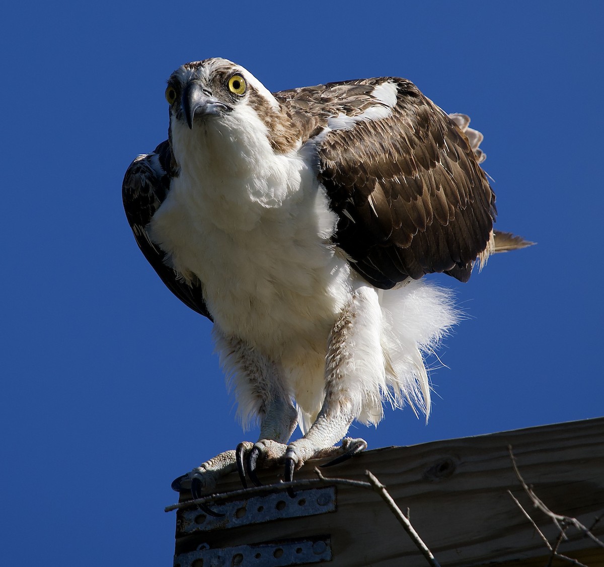 Скопа - ML646802117