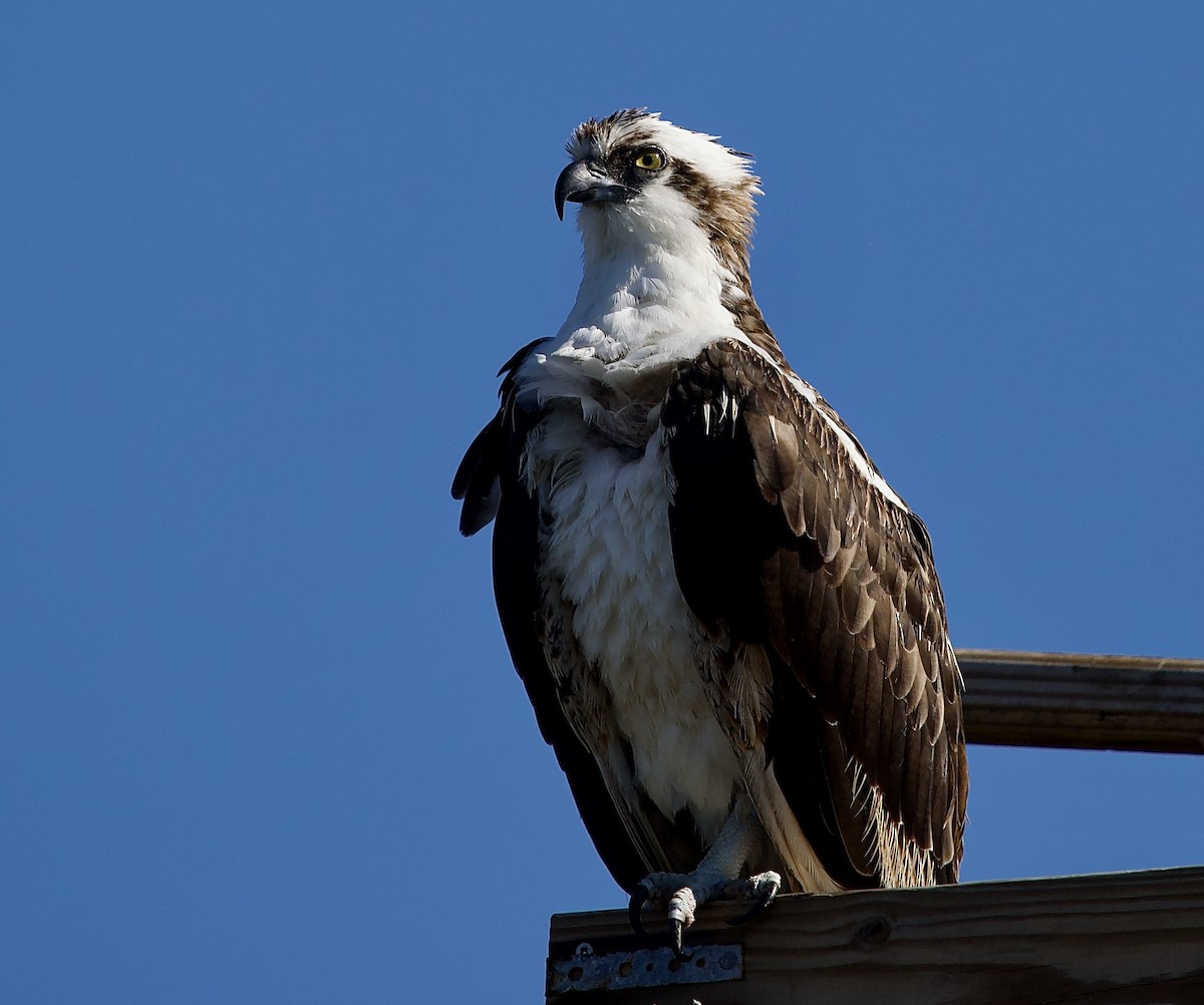 Скопа - ML646802118