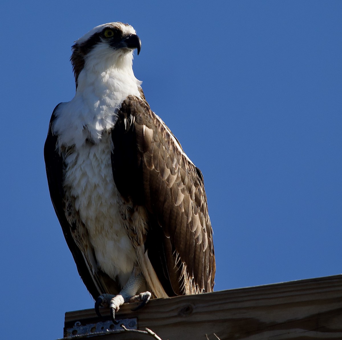 Скопа - ML646802119