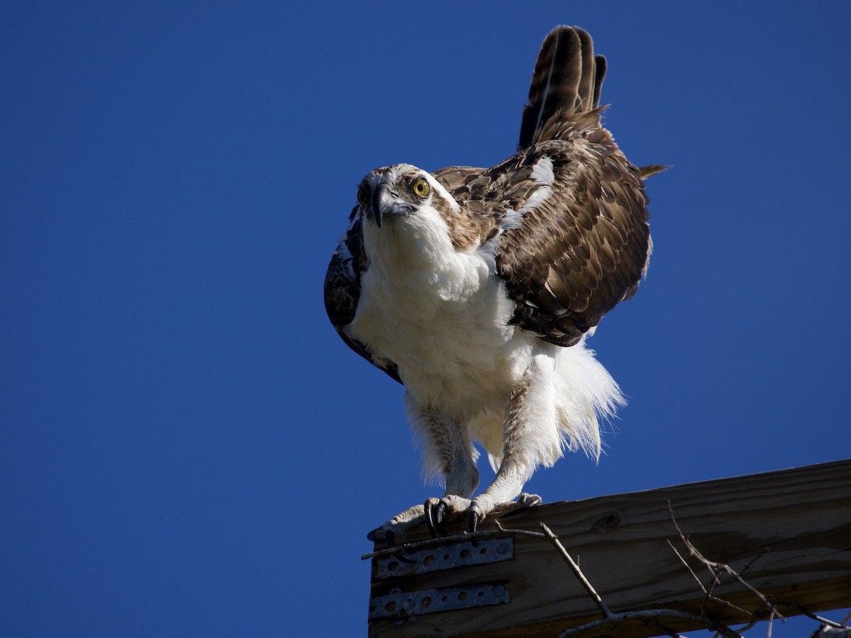 Скопа - ML646802120