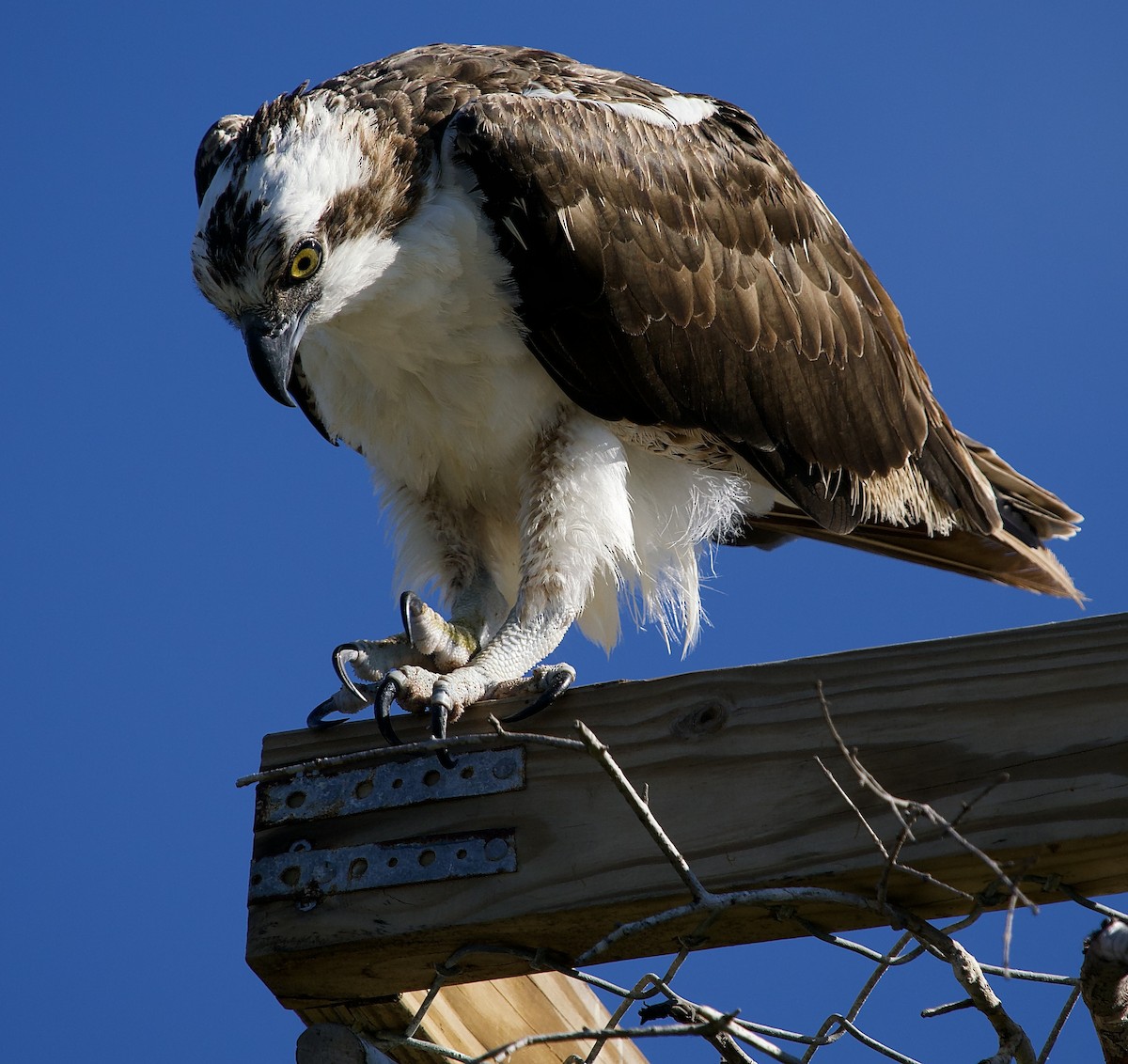 Скопа - ML646802121