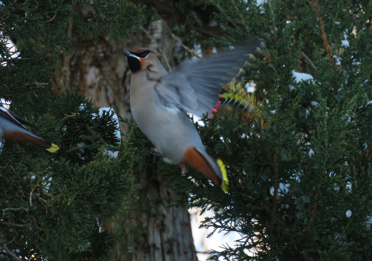 Bohemian Waxwing - ML646802122