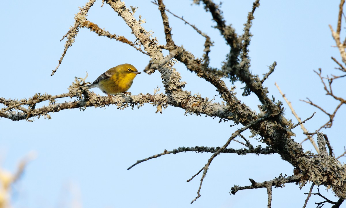 マツアメリカムシクイ - ML646802123