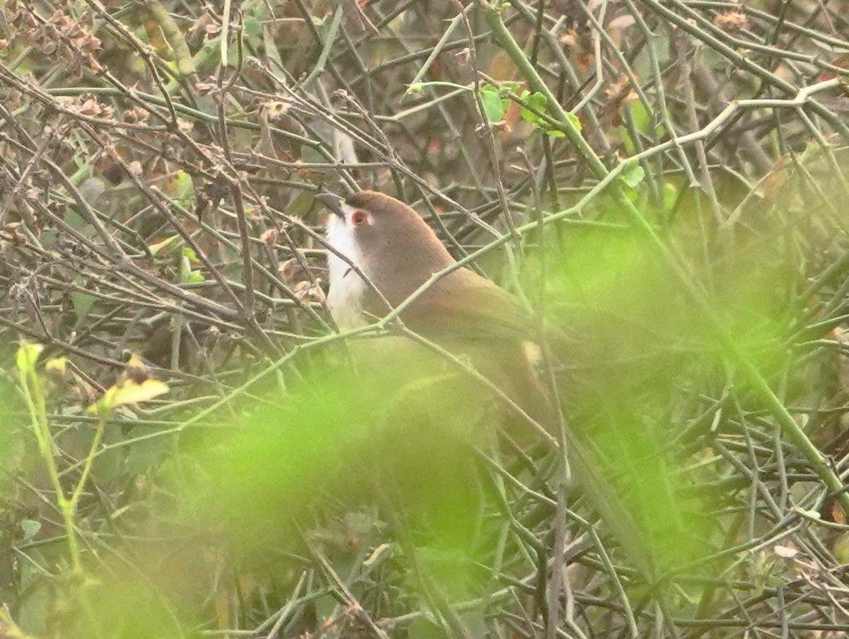 キンメセンニュウチメドリ - ML646802124