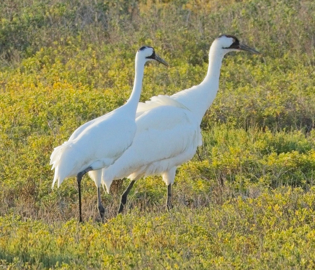 Whooping Crane - ML646802125