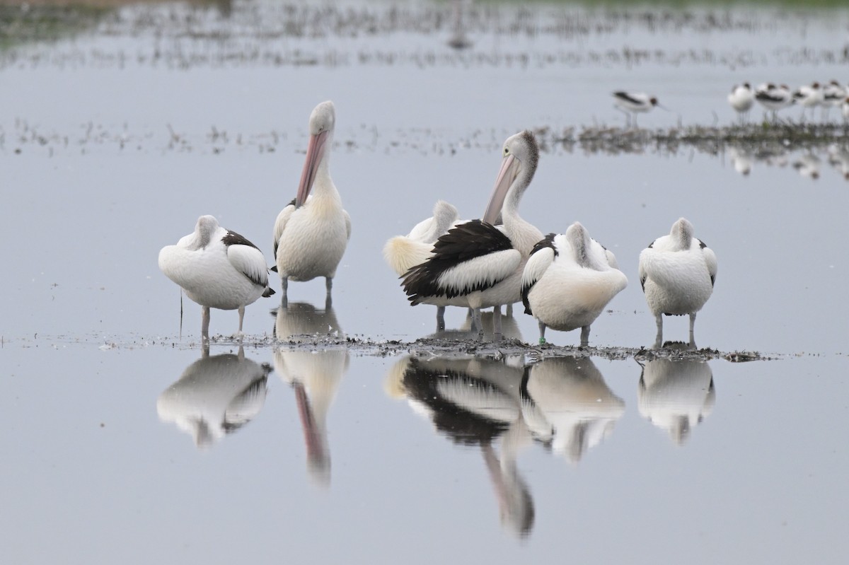 Australian Pelican - ML646802126