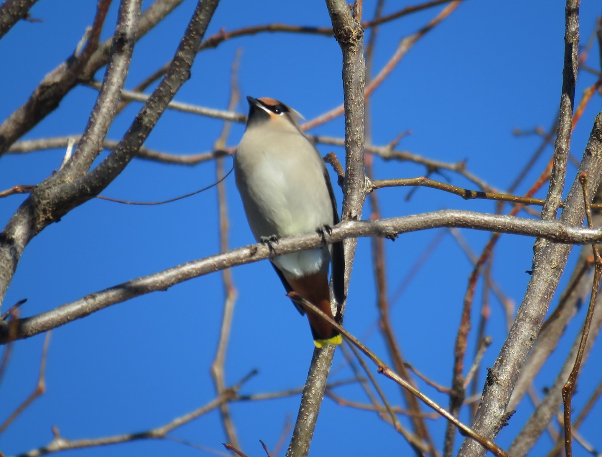 Bohemian Waxwing - ML646802127