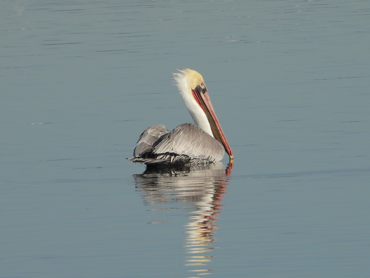 Brown Pelican - ML646802128