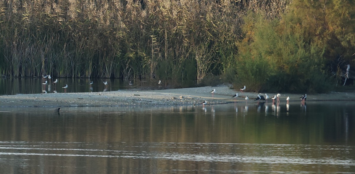 Эгэл хилэн жигүүр - ML646802129