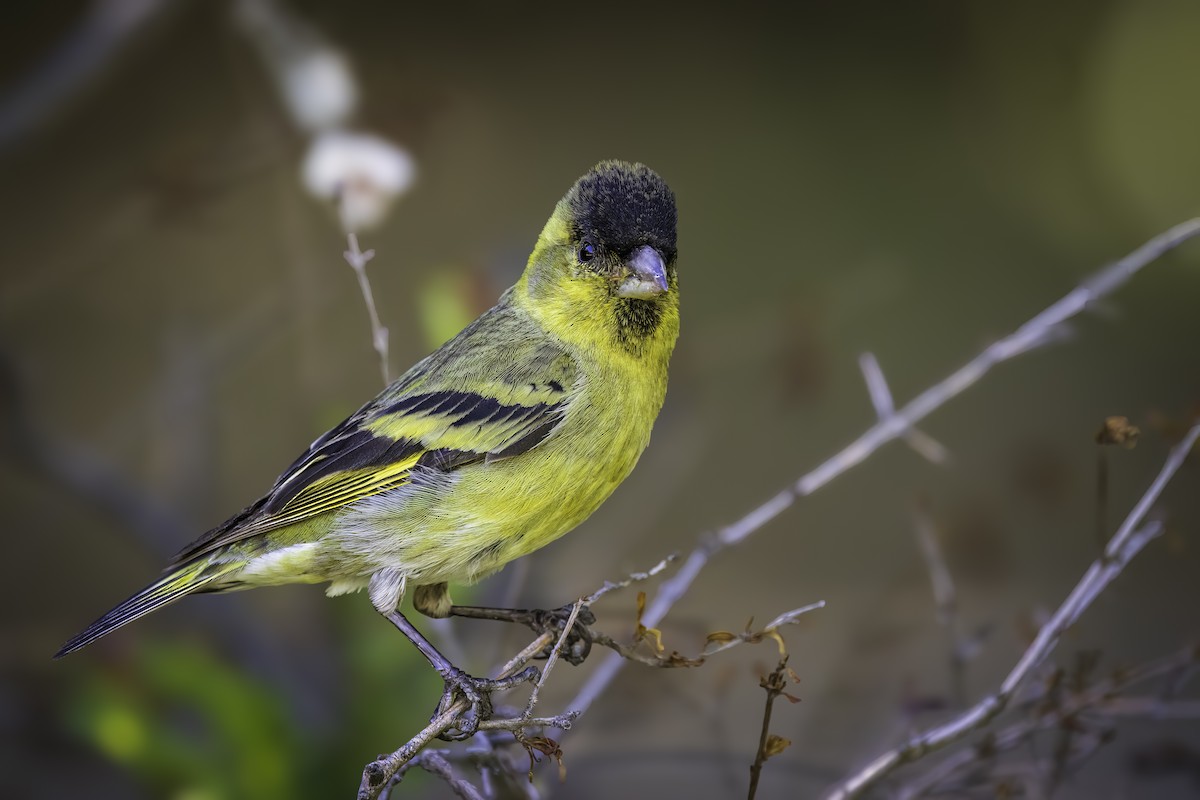 Чиж бородатий - ML646802132