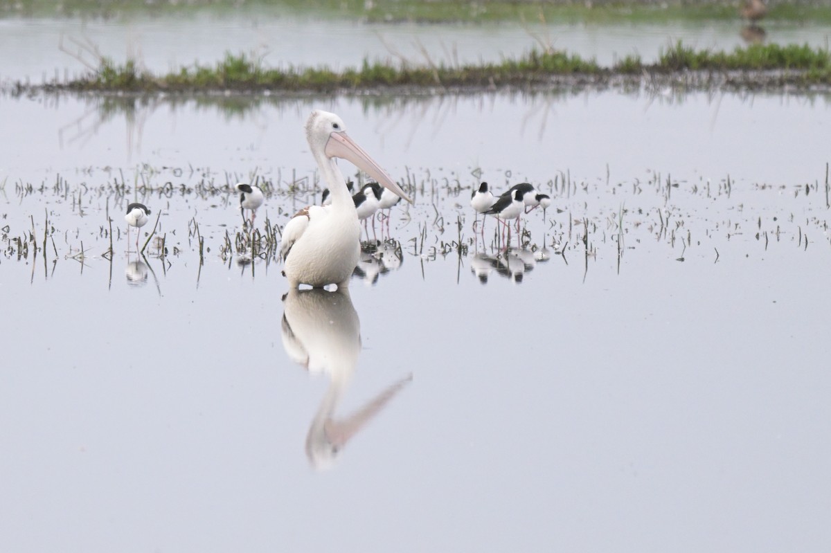 Australian Pelican - ML646802134