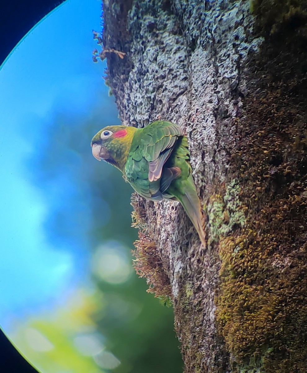 Sulphur-winged Parakeet - ML646802136