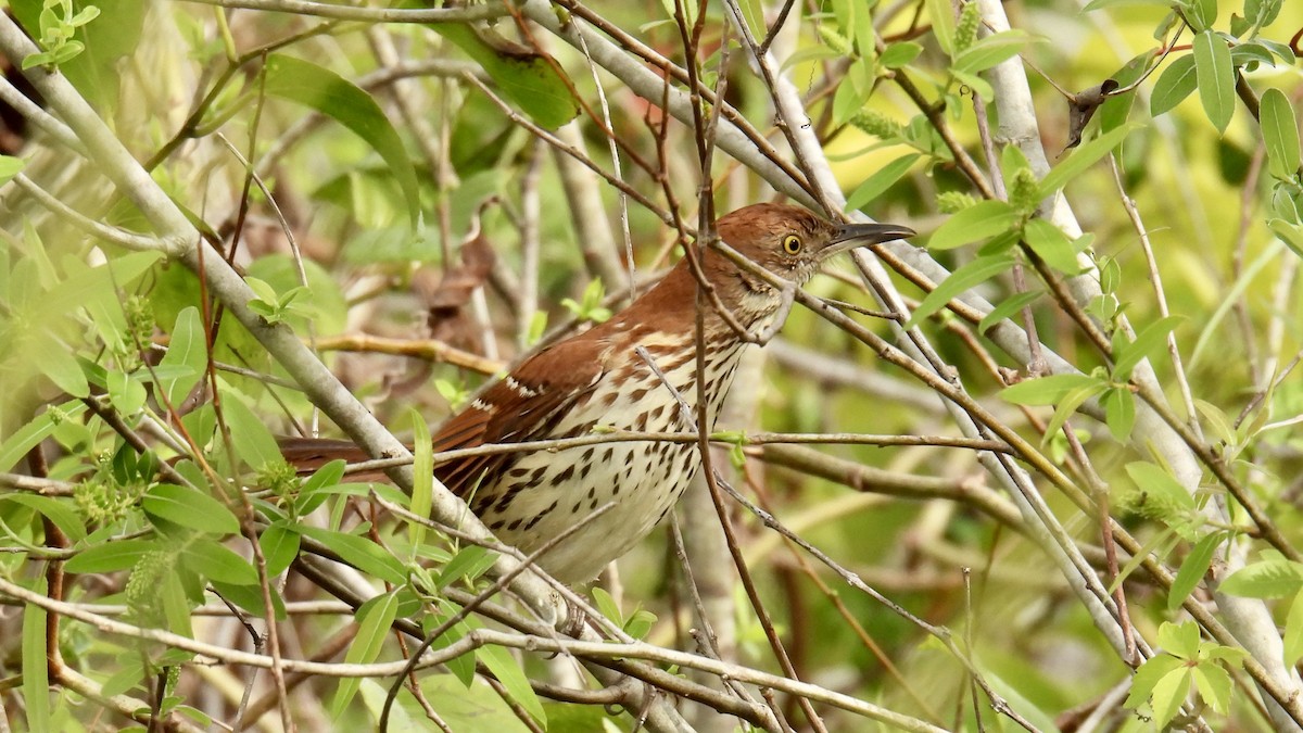 Brown Thrasher - ML646802138