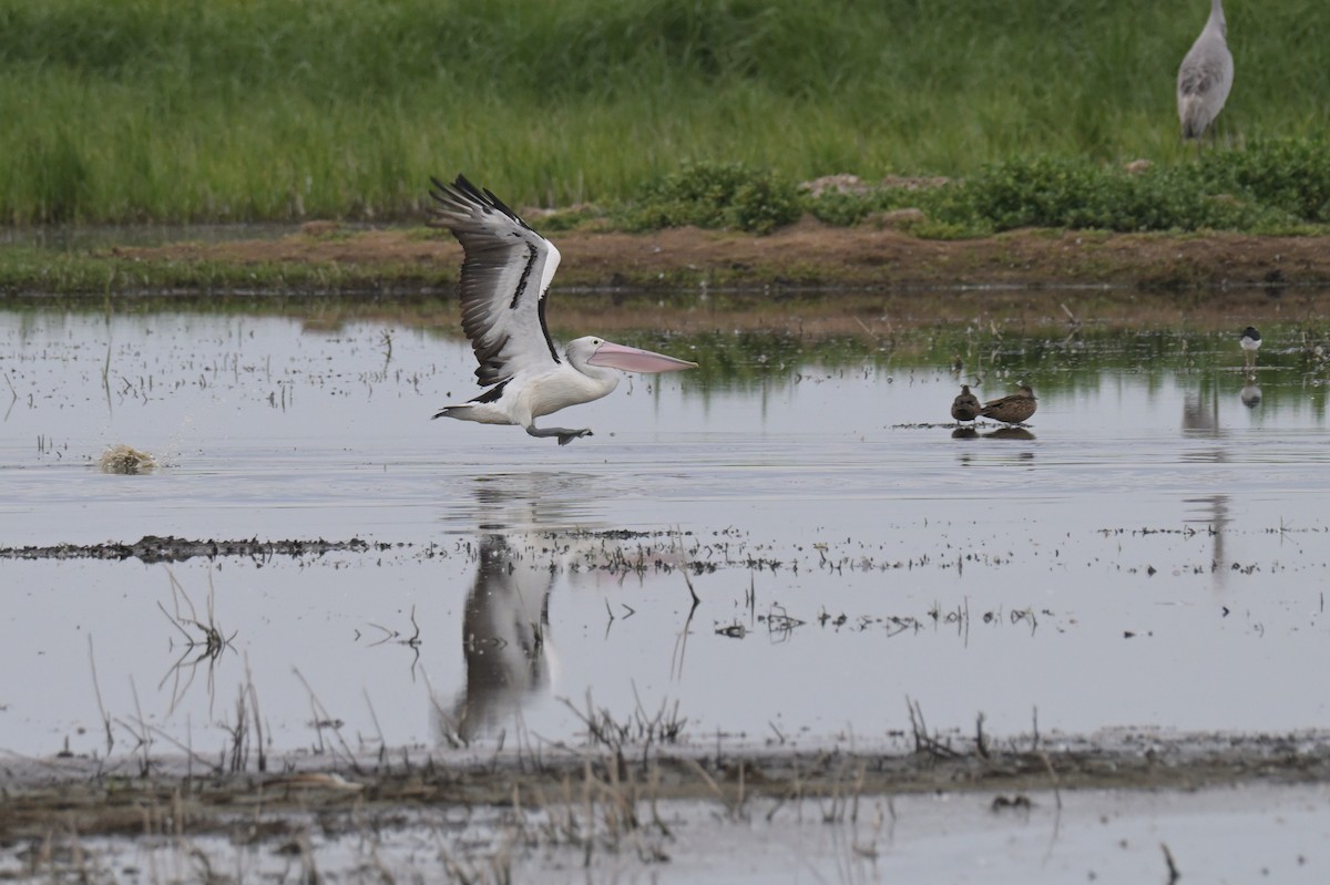 Australian Pelican - ML646802139