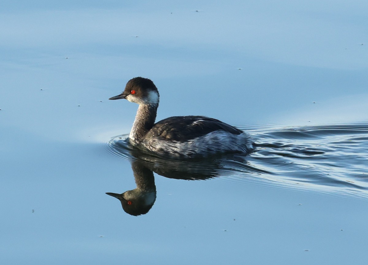 Халтар шунгуур - ML646802142