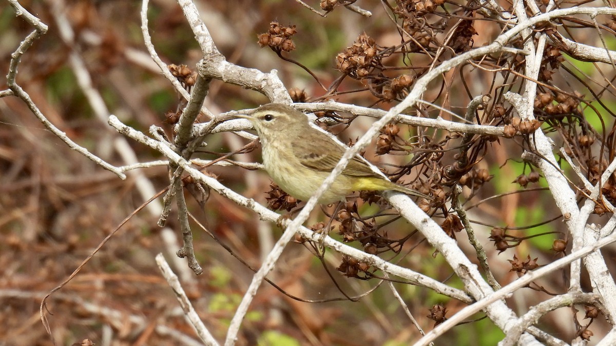 Пісняр-лісовик рудоголовий - ML646802143