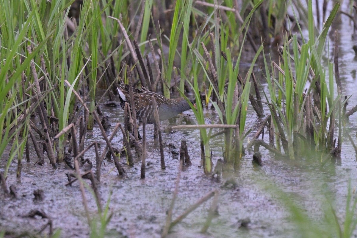 Australian Crake - ML646802144