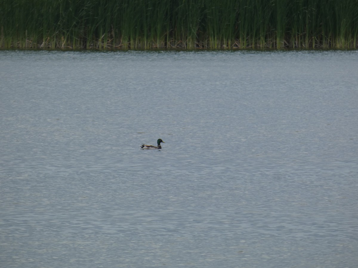 Крижень звичайний - ML646802145