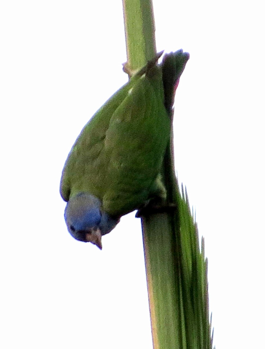 Папуга-червоногуз синьоголовий - ML646802146