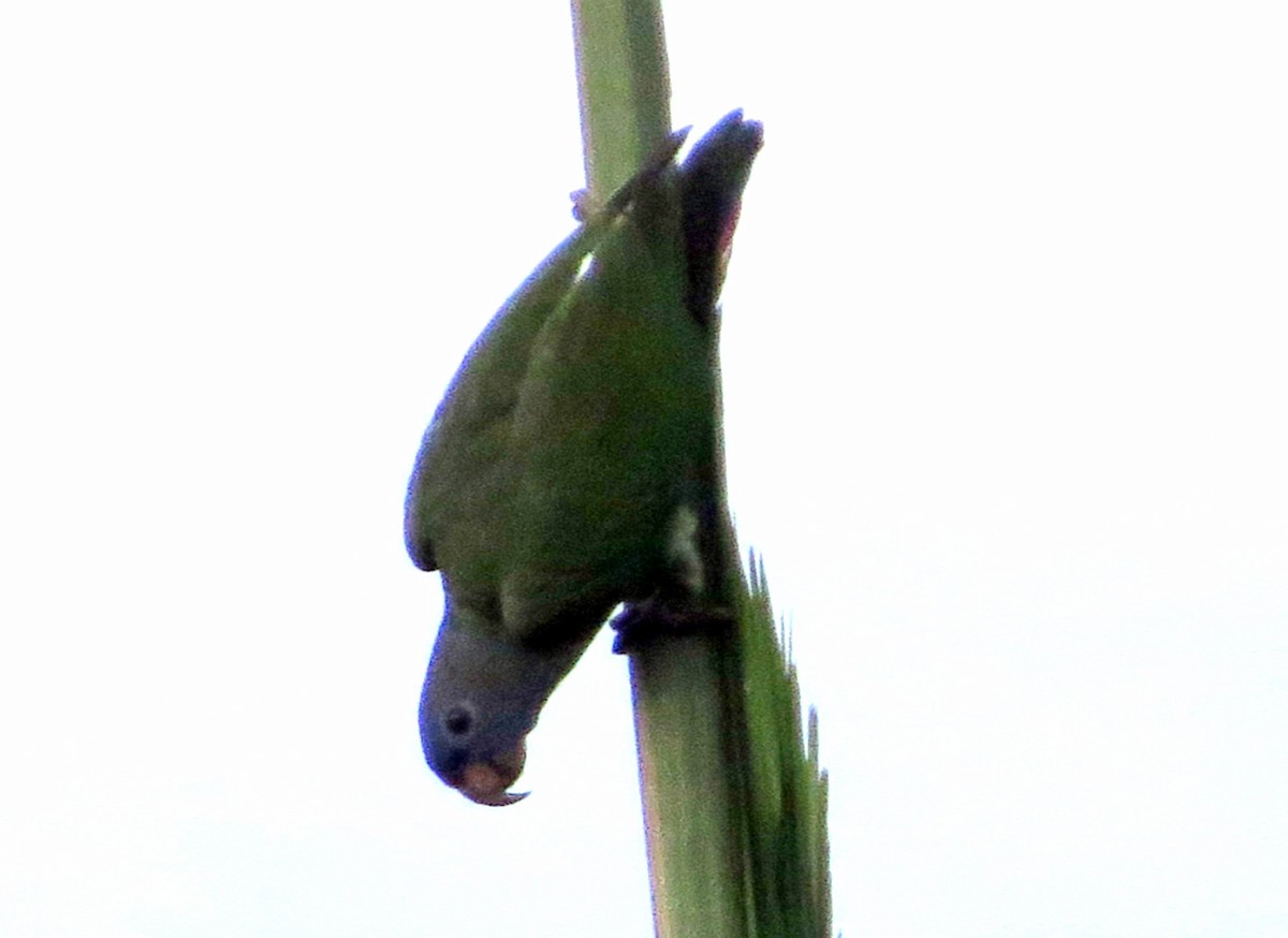 Папуга-червоногуз синьоголовий - ML646802147