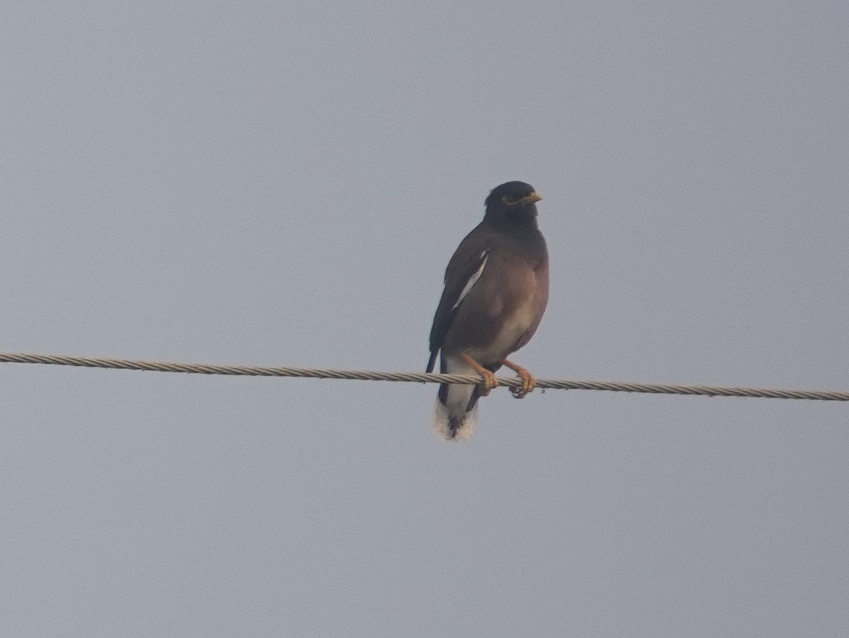 インドハッカ - ML646802148