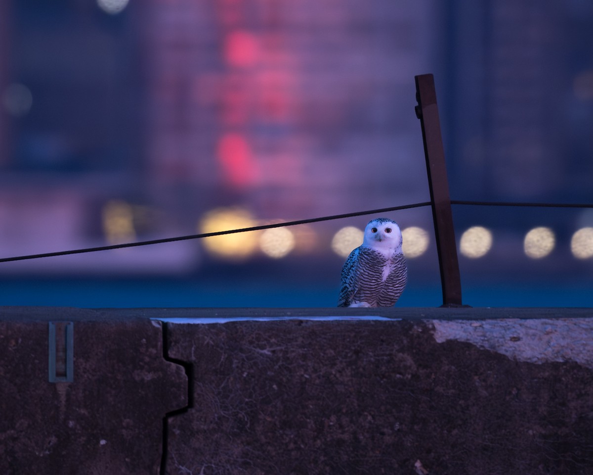 Сова біла - ML646802150