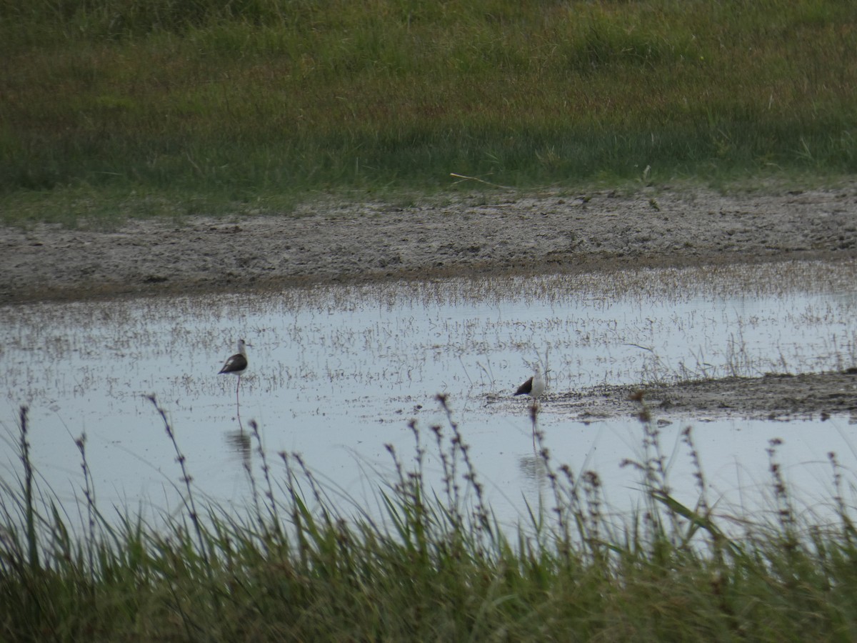 Кулик-довгоніг чорнокрилий - ML646802151