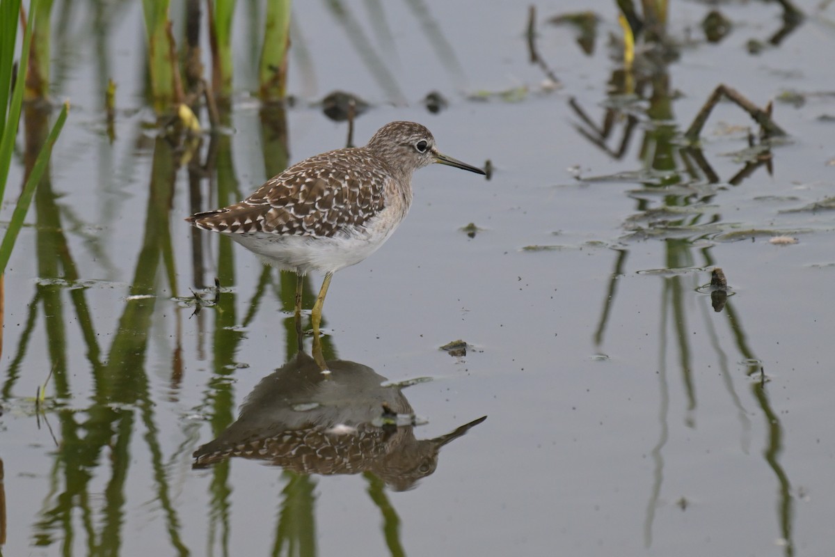 Wood Sandpiper - ML646802152